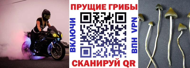 KRAKEN как зайти  наркота  Кашин  Псилоцибиновые грибы мицелий 